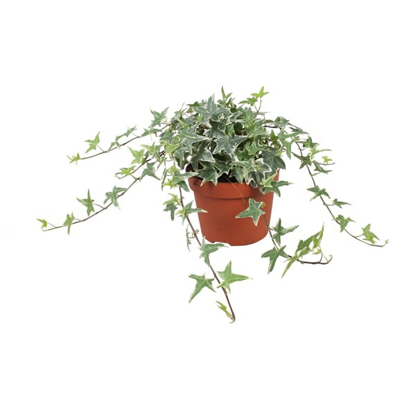 Hedera mona lisa helix Mona Lisa30 - 34 cm 9 pp 30cm 13cm Q2097