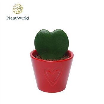 Hoya kerrii with ceramic Boston Rood 1 pp 13cm 7cm Q2171