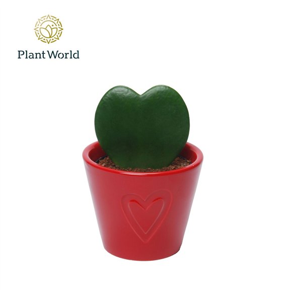 Hoya kerrii with ceramic Boston Rood 1 pp 13cm 7cm Q2171