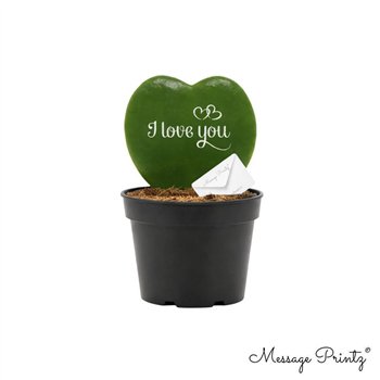 Hoya kerrii Message Printz  I Love You 1 pp 13cm 7cm Q2172