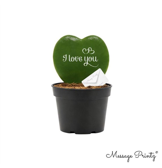 Hoya kerrii Message Printz  I Love You 1 pp 13cm 7cm Q2172