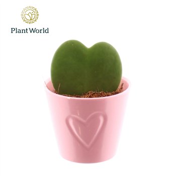 Hoya kerrii 1pp ceramic Boston roze 1 pp 13cm 7cm Q2173