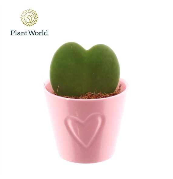 Hoya kerrii 1pp ceramic Boston roze 1 pp 13cm 7cm Q2173