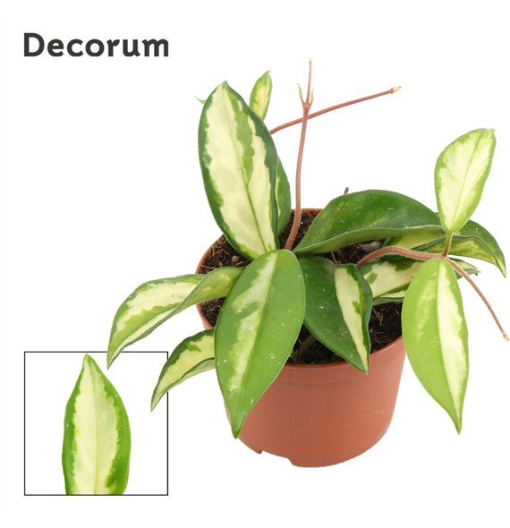 Hoya carnosa tricolor 9 cm Tricolor (Decorum) 5 0 - 7 4 1 pp 5cm 9cm Q2174