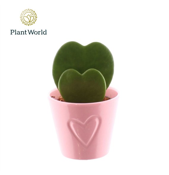 Hoya kerrii 2pp with ceramic Boston roze 2 pp 13cm 7cm Q2177