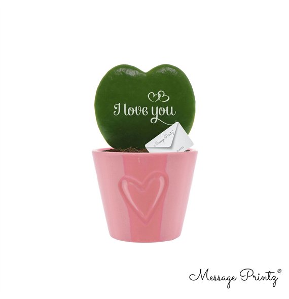Hoya kerrii Message Printz  I Love You with ceramic Boston Roze 1 pp 13cm 7cm Q2178