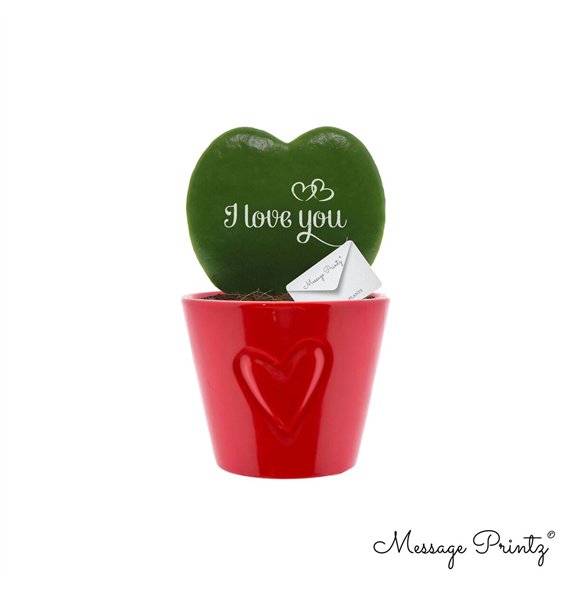 Hoya kerrii Message Printz  I Love You with ceramic Boston Rood 1 pp 10cm 7cm Q2179