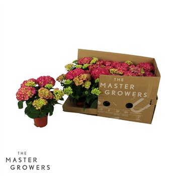 Hortenzija macr  tabletensia TableTensia Roze 10cm 5+ ECO5 fl 15cm 10cm Q2201