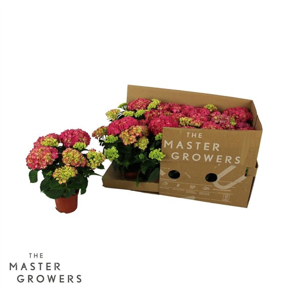 Hortenzija macr  tabletensia TableTensia Roze 10cm 5+ ECO5 fl 15cm 10cm Q2201