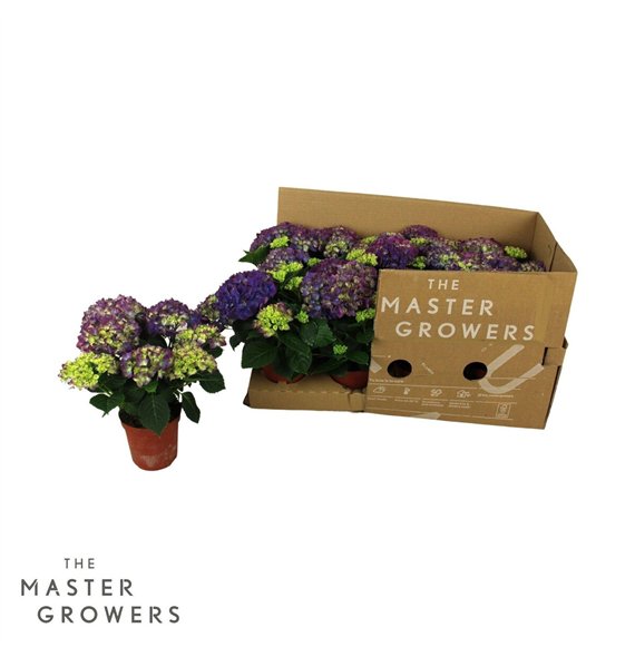 Hortenzija macr  tabletensia TableTensia Lila 10cm 5+ ECO 5 fl 15cm 10cm Q2204