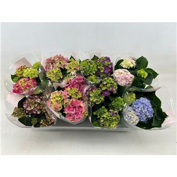 Hortenzija macr  mix 10cm Special Mix 3+bloem3 fl 22cm 10cm Q2219
