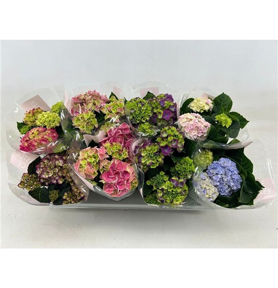 Hortenzija macr  mix 10cm Special Mix 3+bloem3 fl 22cm 10cm Q2219