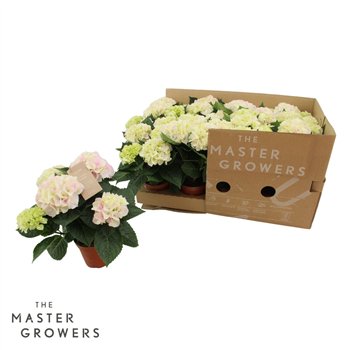 Hortenzija Hi Diamond macr  10cm 3+ flower ECO 3 fl 25cm 10cm Q2225