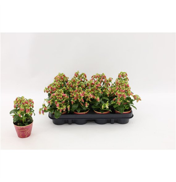 Kalanhoja dream bells hanging Dream Bells  with potcover1 pp 15cm 8cm Q2272