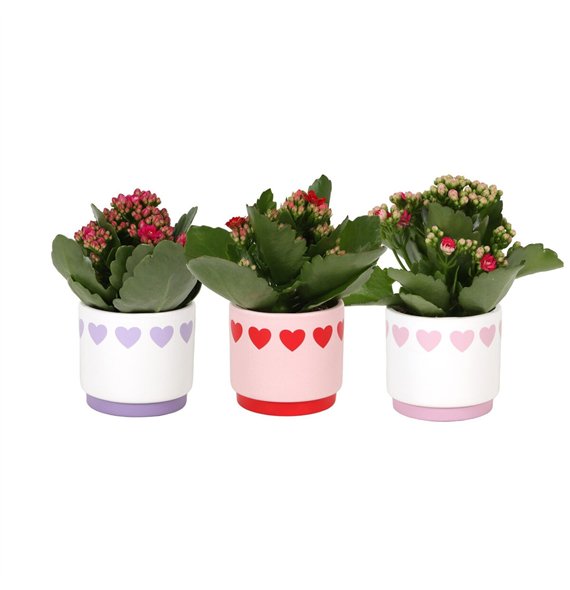 Kalanhoja blossfeldiana rosalina mixed KP-867 1 - Rosalina 7cm in hartjespot pp 15cm 7cm Q2336