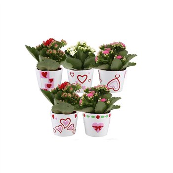 Kalanhoja blossfeldiana rosalina mixed KP-870 1 - Rosalina 7cm in hartjespot pp 15cm 7cm Q2337