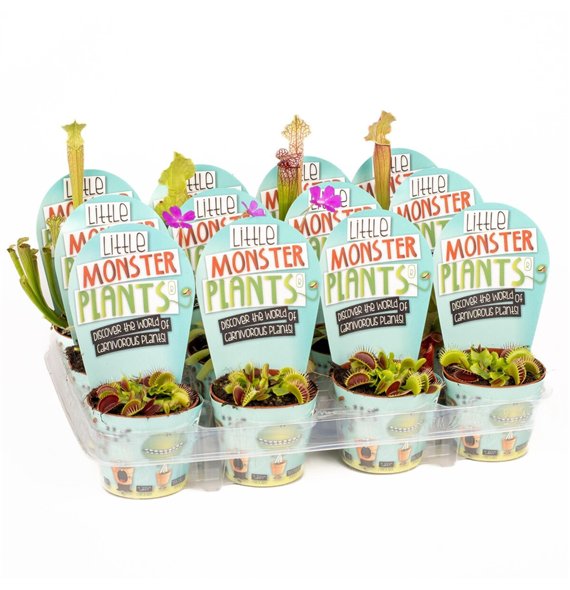 Vleesetende plants Little Monster Plants LOS 25cm 8.5cm Q2551