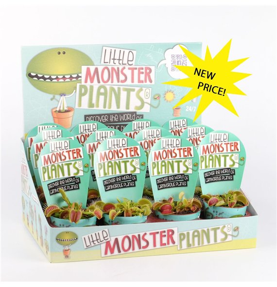 Vleesetende plants Little Monster Plants Dionaea in Displaydoos 10cm 8.5cm Q2554