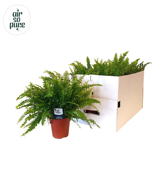 Nephrolepis exaltata green lady 35cm 35cm 12cm Q2578
