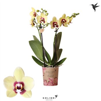 Orhideja Phalaenopsis multiflora floriclone deep secret Kolibri Orchids Diamond Uruguay 2 spike16 fl  stems plnt 1 pp 40cm 9cm Q