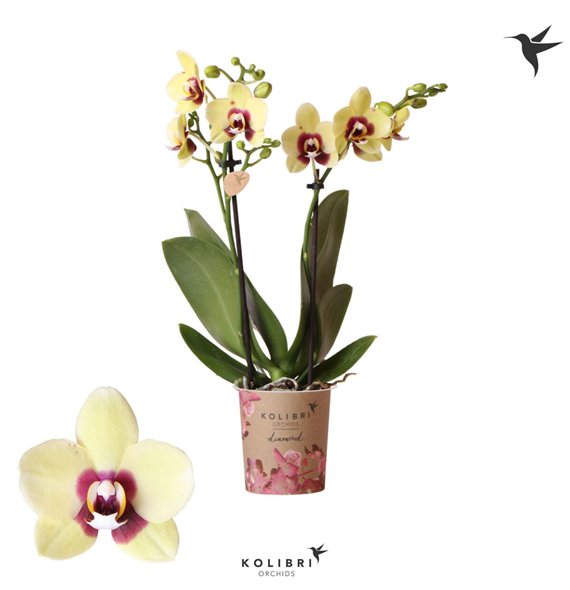 Orhideja Phalaenopsis multiflora floriclone deep secret Kolibri Orchids Diamond Uruguay 2 spike16 fl  stems plnt 1 pp 40cm 9cm Q