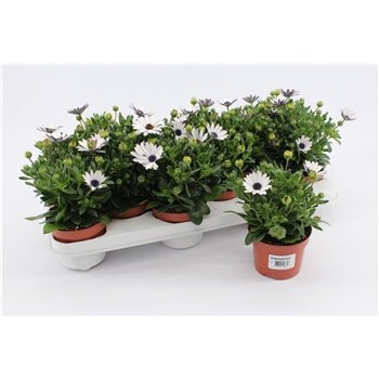 Osteospermum ggg passion weiss White1 pp 20cm 10.5cm Q2645
