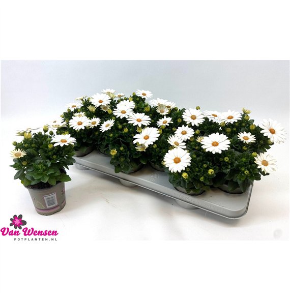 Osteospermum margarita cream Osteo Marg Cream 22cm 11cm Q2648