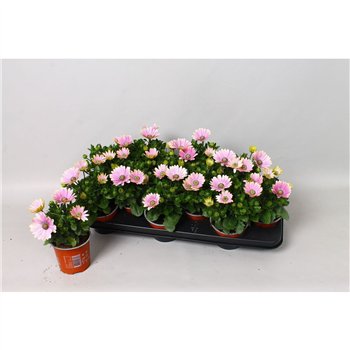 Osteospermum senorita rosita Osteo Marg Senorita Rosita 20cm 10.5cm Q2650