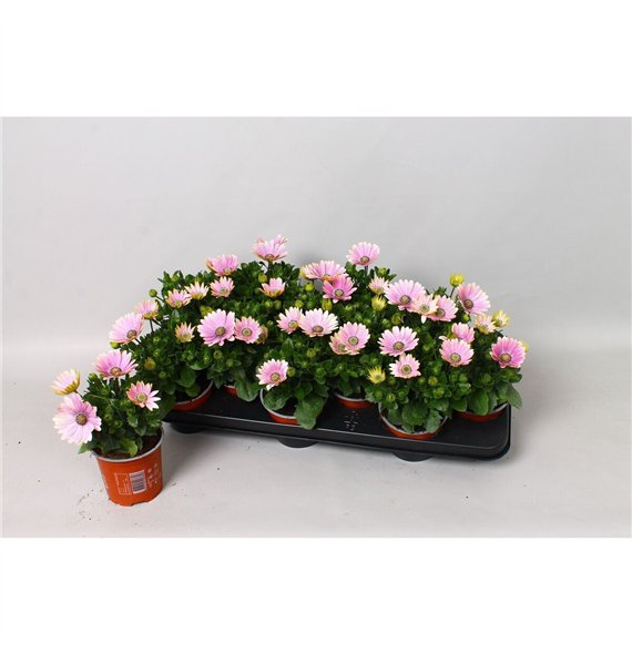 Osteospermum senorita rosita Osteo Marg Senorita Rosita 20cm 10.5cm Q2650