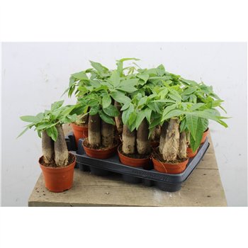 Pachira aquatica Aquatica Triple stem 25cm 9cm Q2688