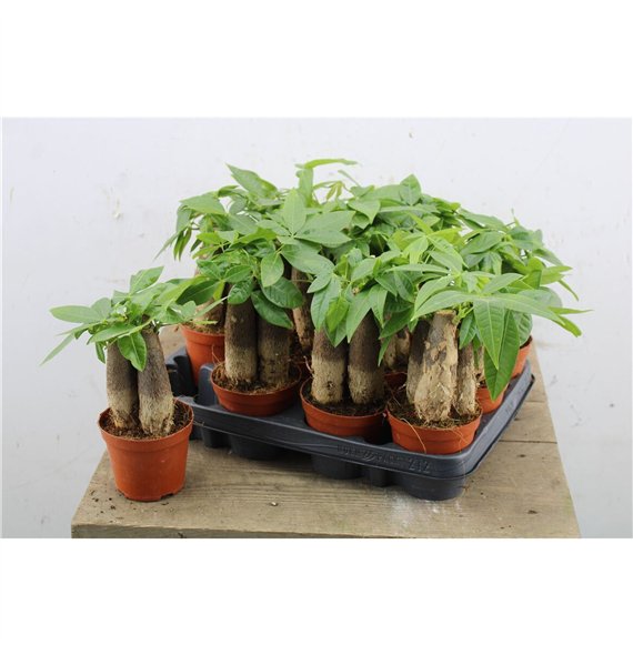 Pachira aquatica Aquatica Triple stem 25cm 9cm Q2688