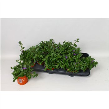 Scaevola saphira Blue 20cm 10.5cm Q2690