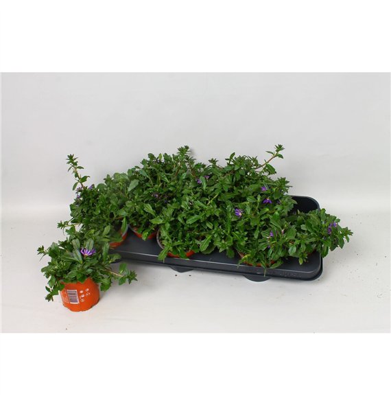 Scaevola saphira Blue 20cm 10.5cm Q2690