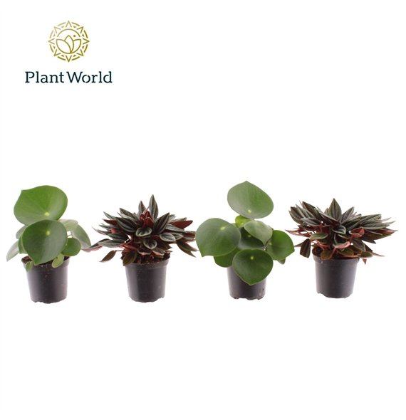 Peperomia mix mixed 7 cm 1 pp 10cm 7cm Q2715
