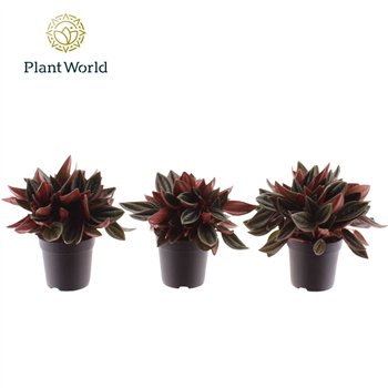 Peperomia rocca scuro Rosso 7 cm 1 pp 10cm 7cm Q2719