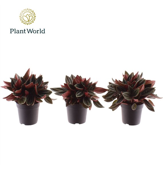 Peperomia rocca scuro Rosso 7 cm 1 pp 10cm 7cm Q2719