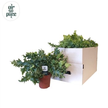 Phlebodium aureum davana Eco 40cm 12cm Q3563