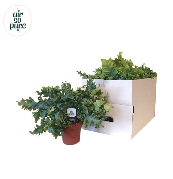 Phlebodium aureum davana Eco 40cm 12cm Q3563