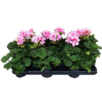 Pelargonium toscana sil linus Perlargonium Zonale Linus 25cm 10.5cm Q3584
