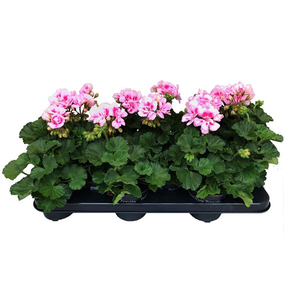 Pelargonium toscana sil linus Perlargonium Zonale Linus 25cm 10.5cm Q3584