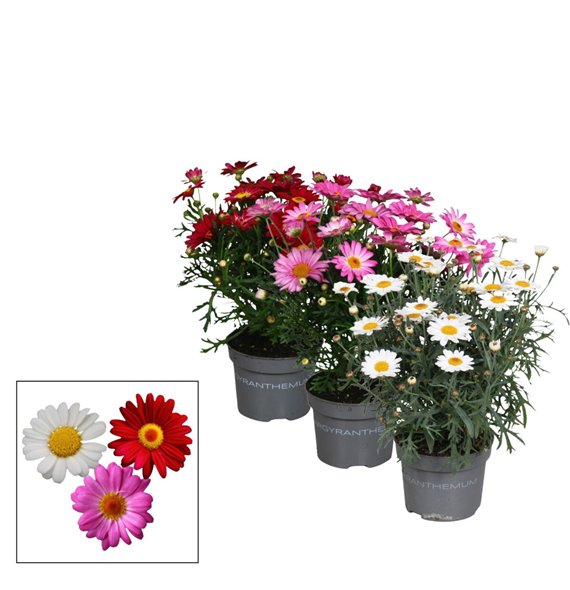 Argyranthemum mix - 10 5 cm 15 diameter 2 fl 22cm 10.5cm Q3616