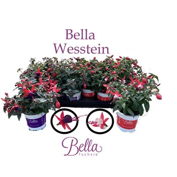 Fuchsia bella fuchsia Bella mixed Staand 2 mix 25cm 10.5cm Q3661