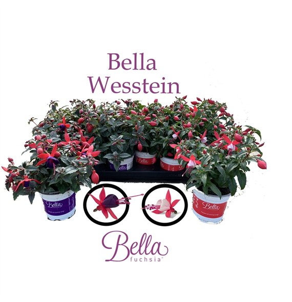 Fuchsia bella fuchsia Bella mixed Staand 2 mix 25cm 10.5cm Q3661