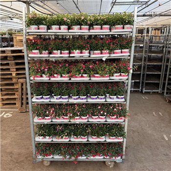 Fuchsia bella mixkar Mix Cc 25cm 10.5cm Q3688