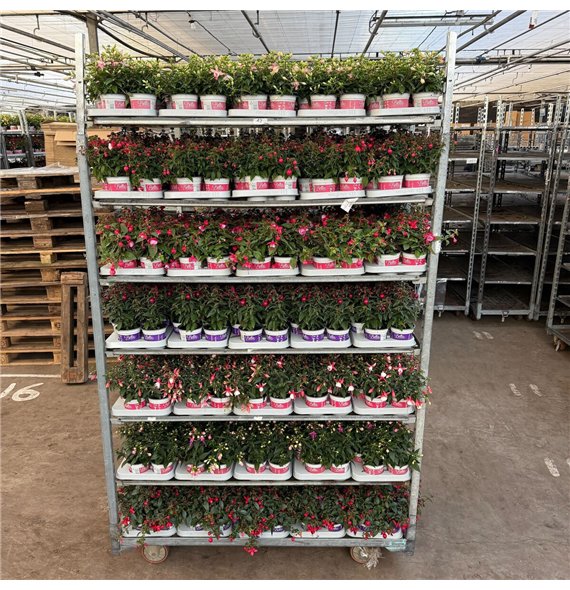 Fuchsia bella mixkar Mix Cc 25cm 10.5cm Q3688