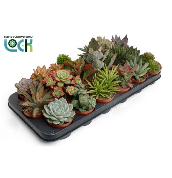 Sukulente mix Mix3 pp 20cm 8.5cm Q3750