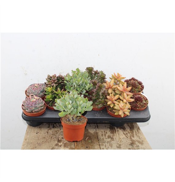Sukulente Dark Mix 15cm 8.5cm Q3762