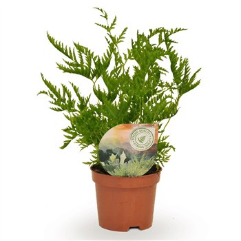 Pteris straminea 15cm 9cm Q3874