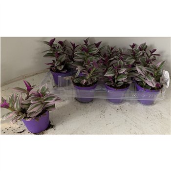 Tradescantia albiflora nanouk tradescantia Nanouk7 5 - 9 0 cm 4 pp 7.5cm 7cm Q4048