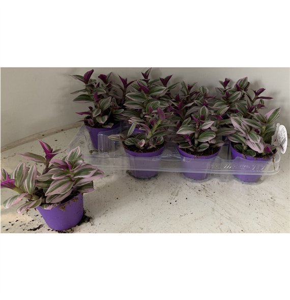 Tradescantia albiflora nanouk tradescantia Nanouk7 5 - 9 0 cm 4 pp 7.5cm 7cm Q4048